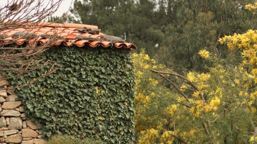 Moinhos da Tia Antoninha