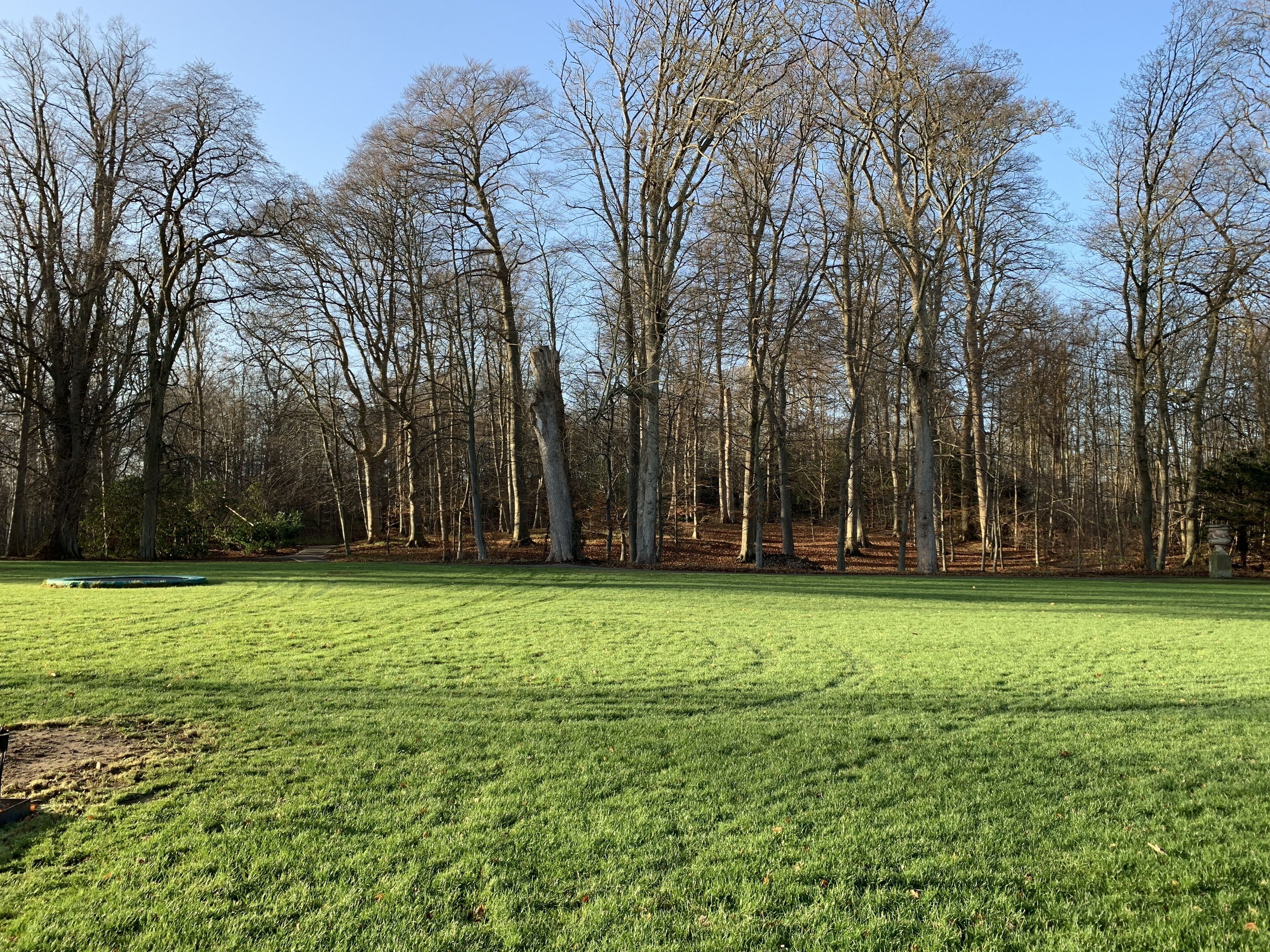 Eine parkartige Grünfläche mit Bäumen und blauem Himmel.