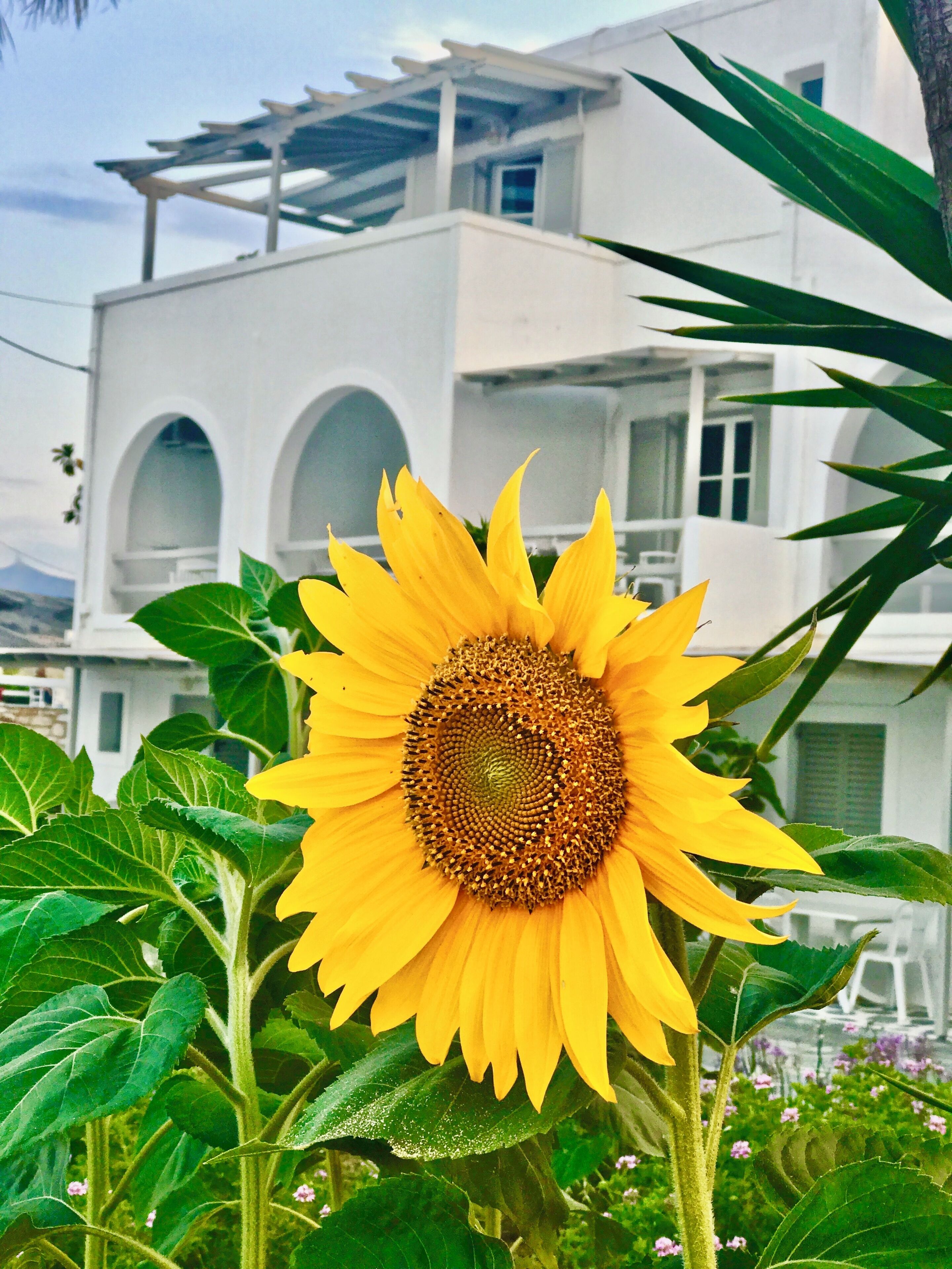 Un girasol frente a un edificio blanco con ventanas arqueadas.