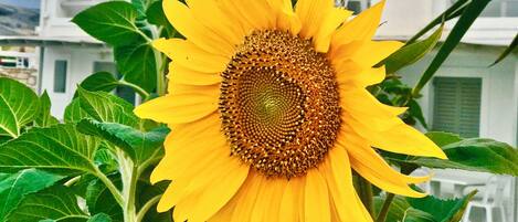 Un girasol frente a un edificio blanco con ventanas arqueadas.