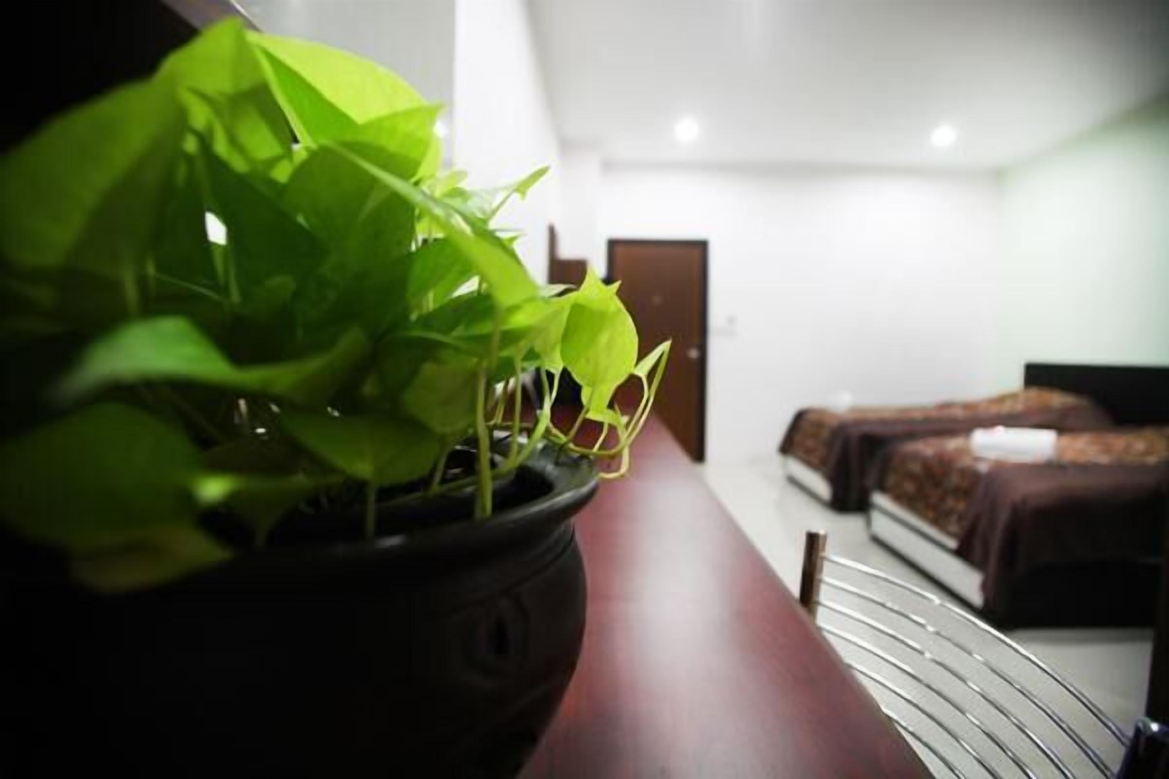 Habitación de hotel con planta en una mesa, una cama y una puerta al fondo.