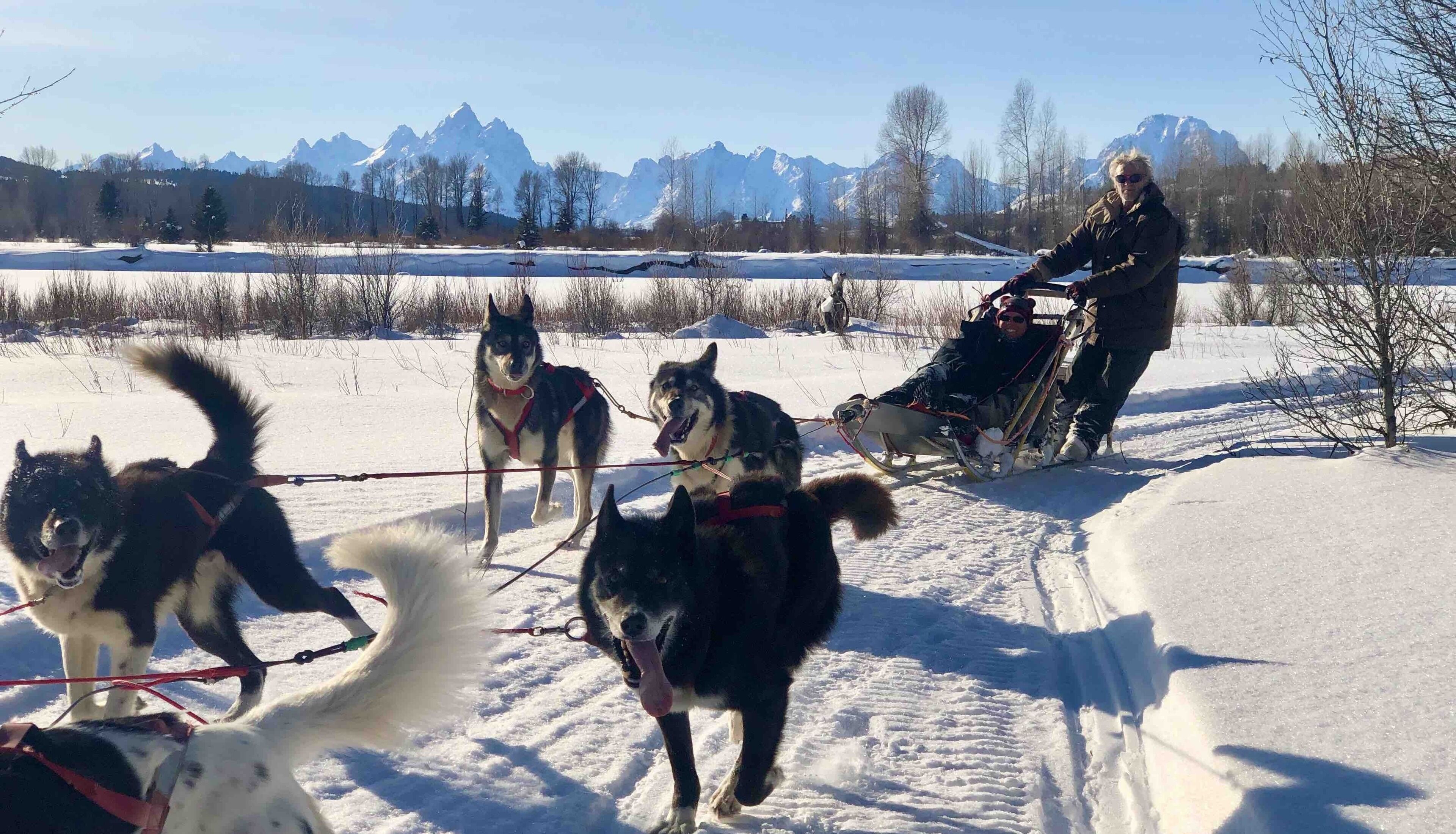 A person pulling a sled with three dogs in a snowy landscape with mountains in the background.