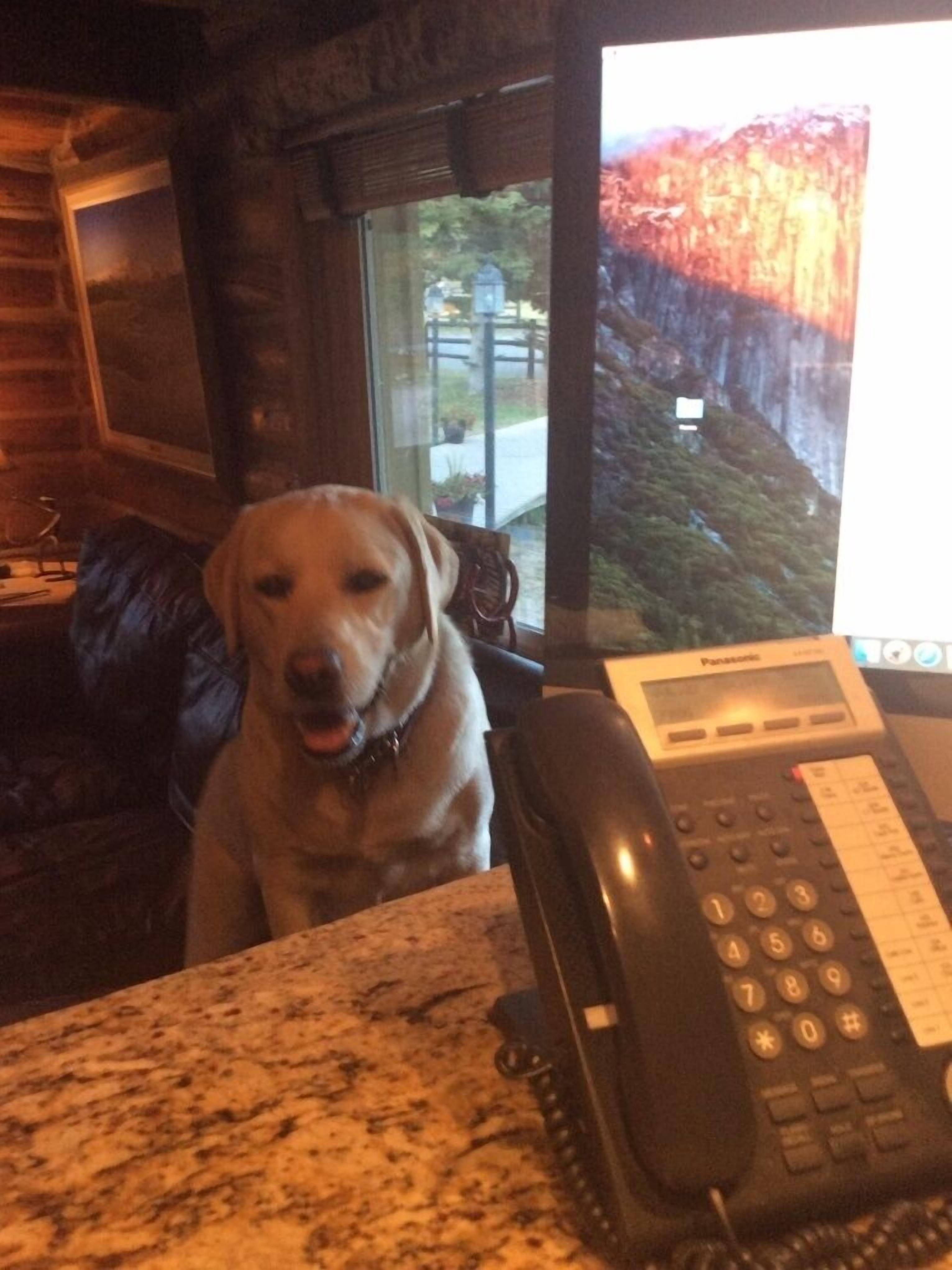 A dog sitting on a couch in a room with a stone wall and a window.