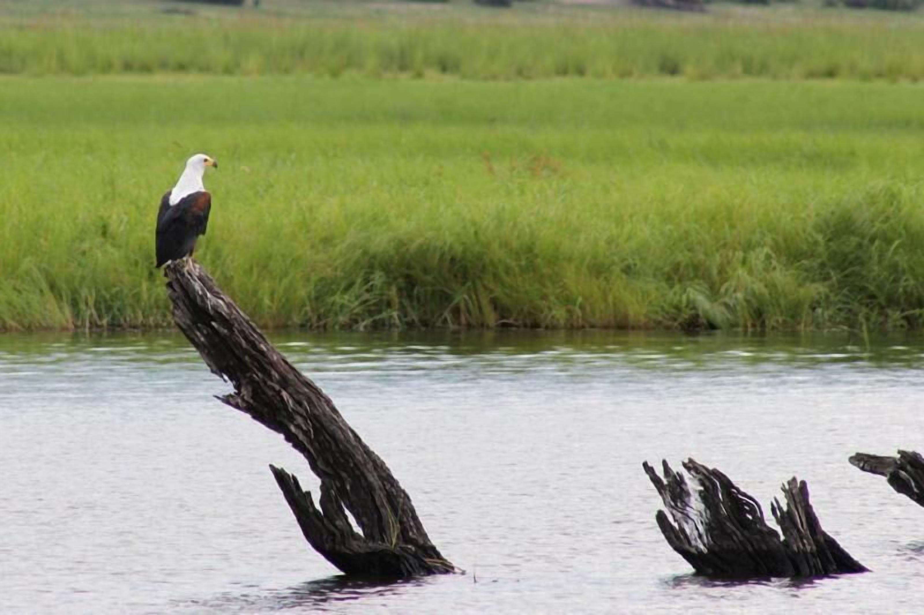 A bald eagle perched on a tree stump in a body of water with a grassy field in the background.