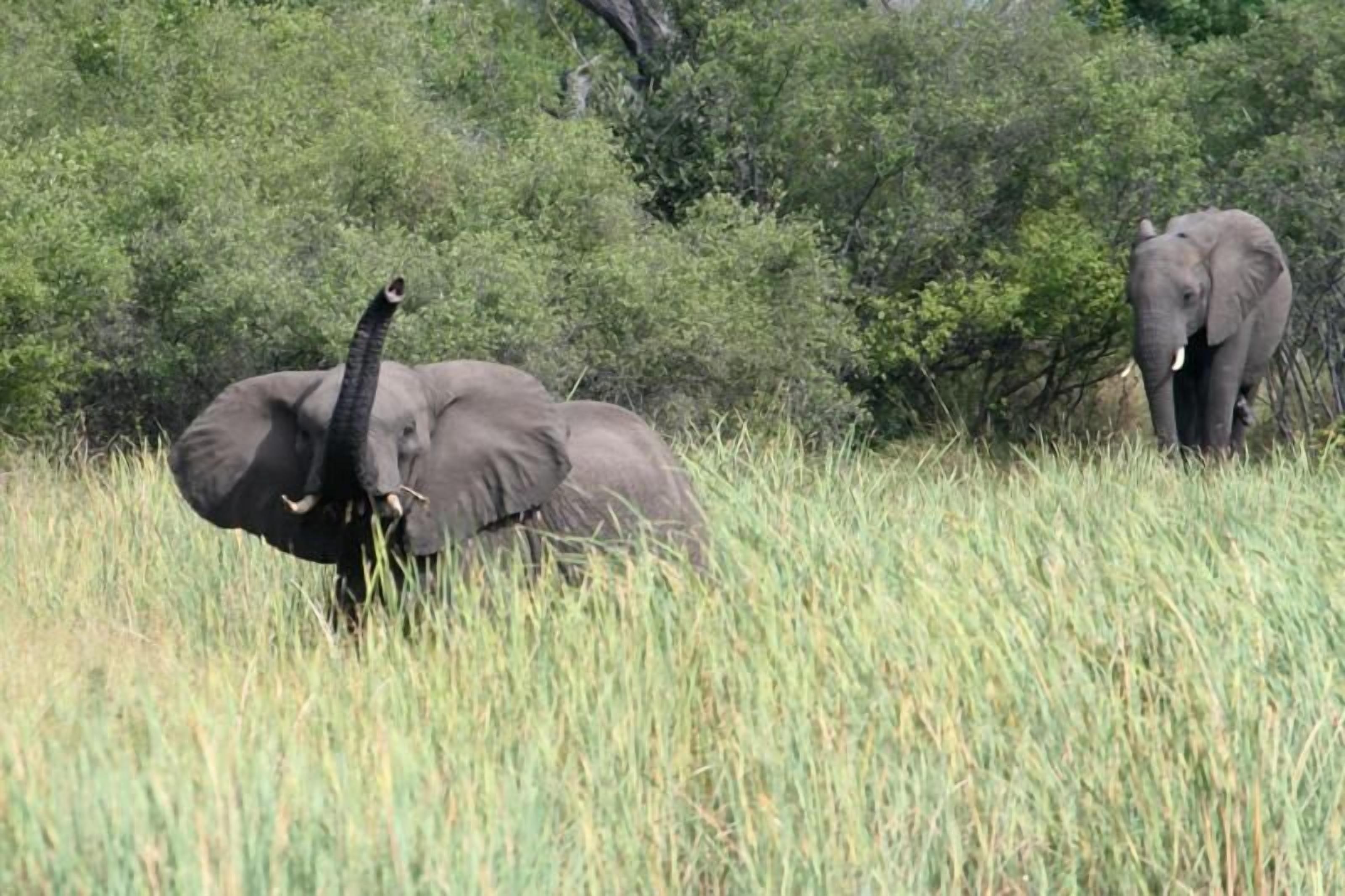 Two elephants in a grassy field with dense green foliage in the background.