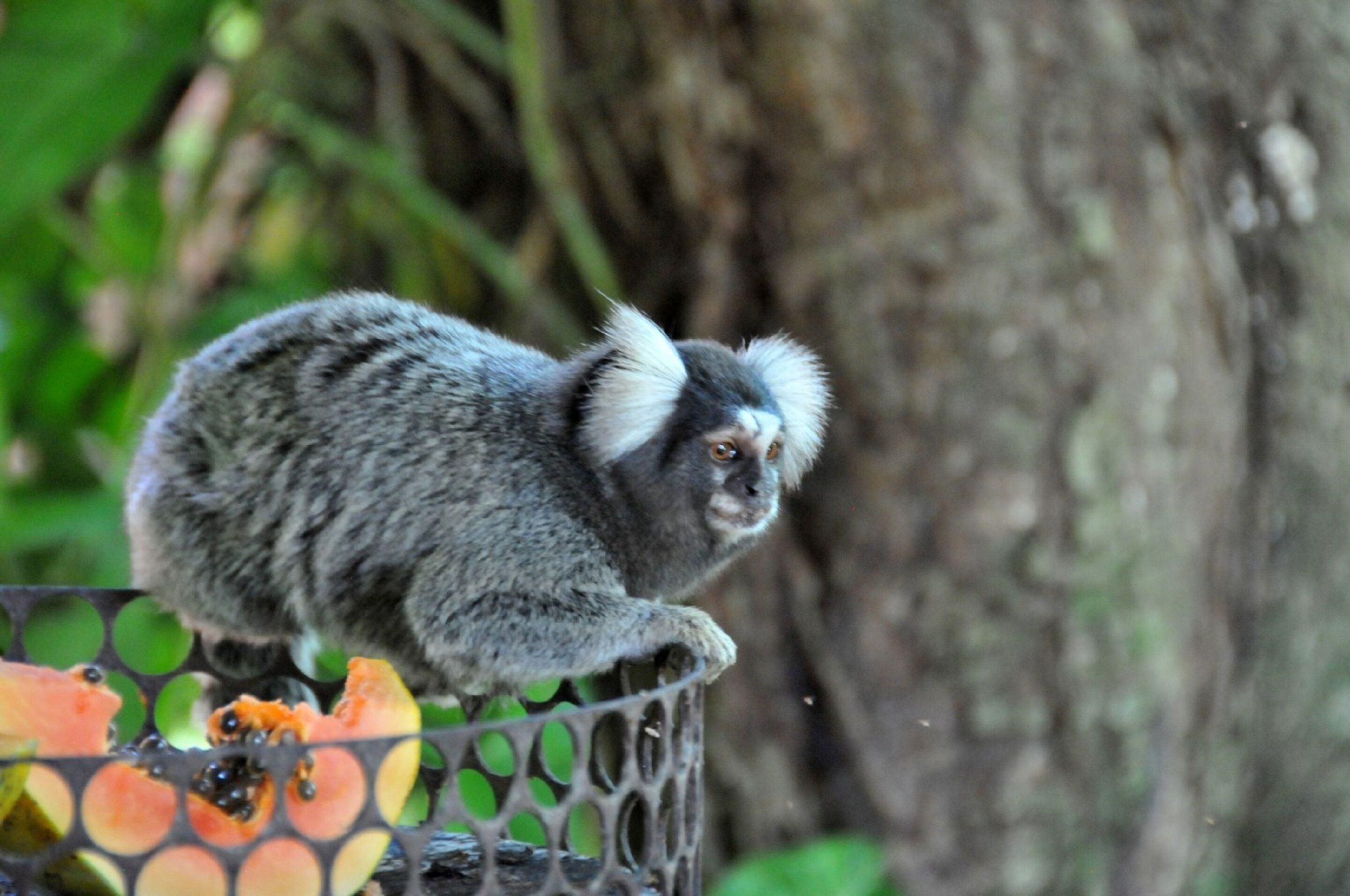 Photo - Pousada Magia Verde