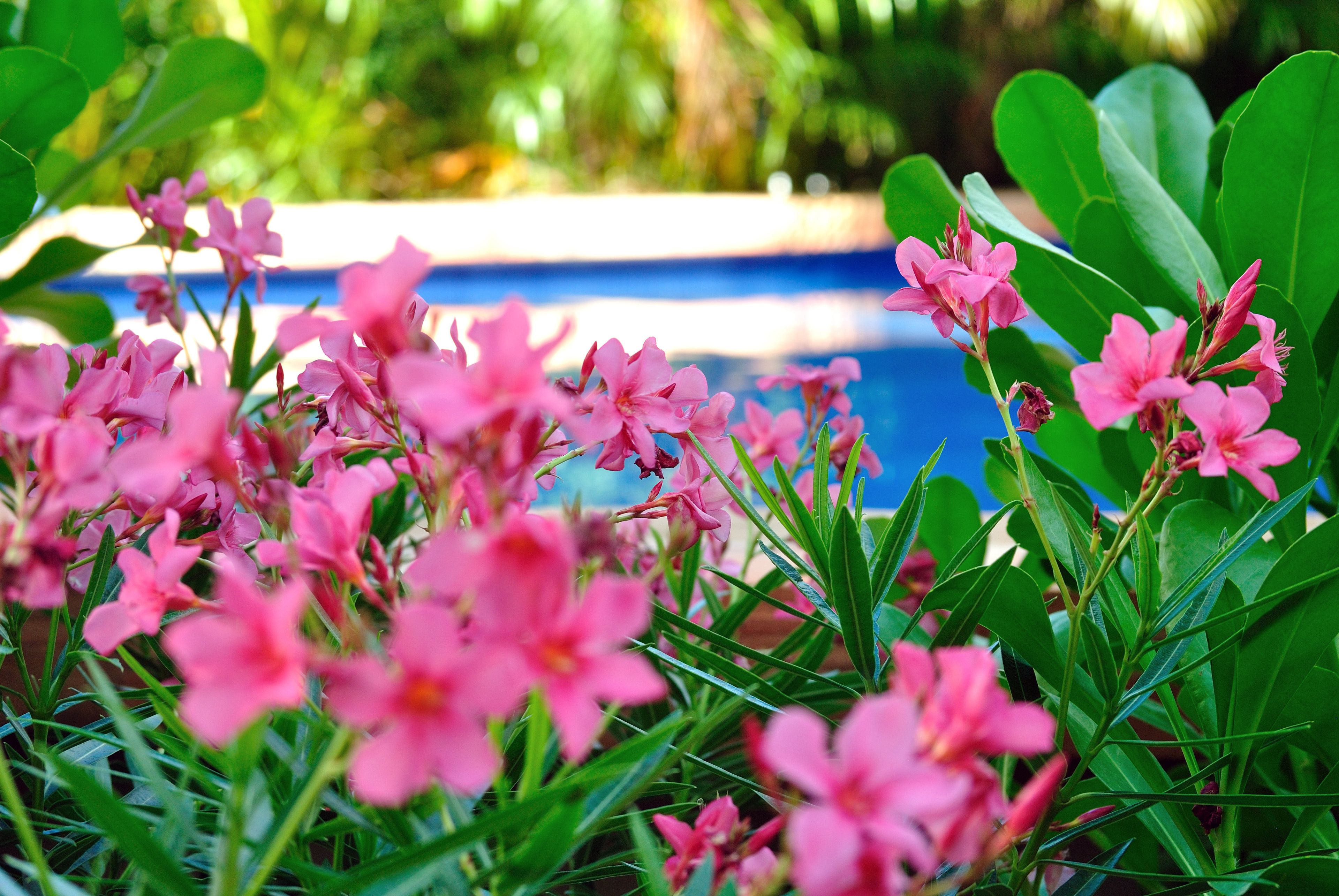 A pool surrounded by pink flowers and green foliage.