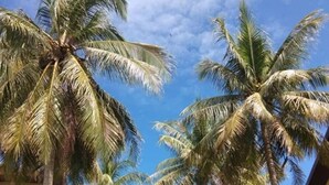 A row of tall palm trees in front of a building with balconies.