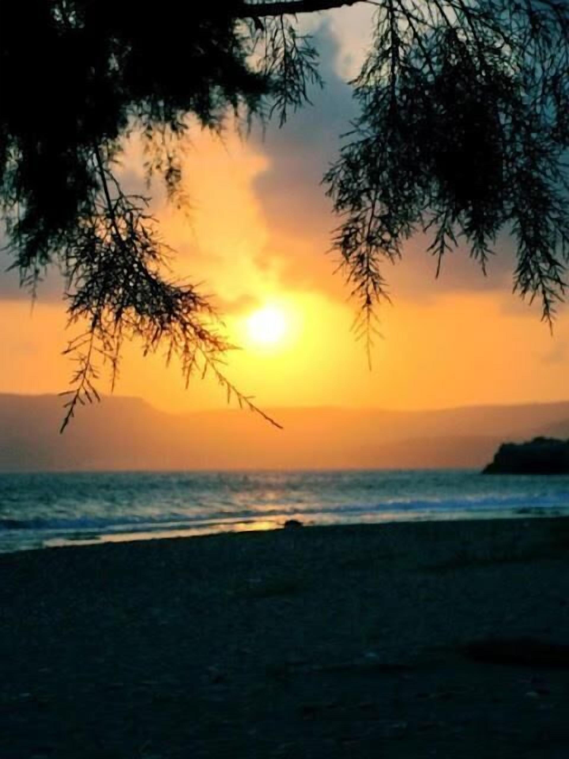 Un atardecer sobre una playa con la silueta de un árbol en primer plano.