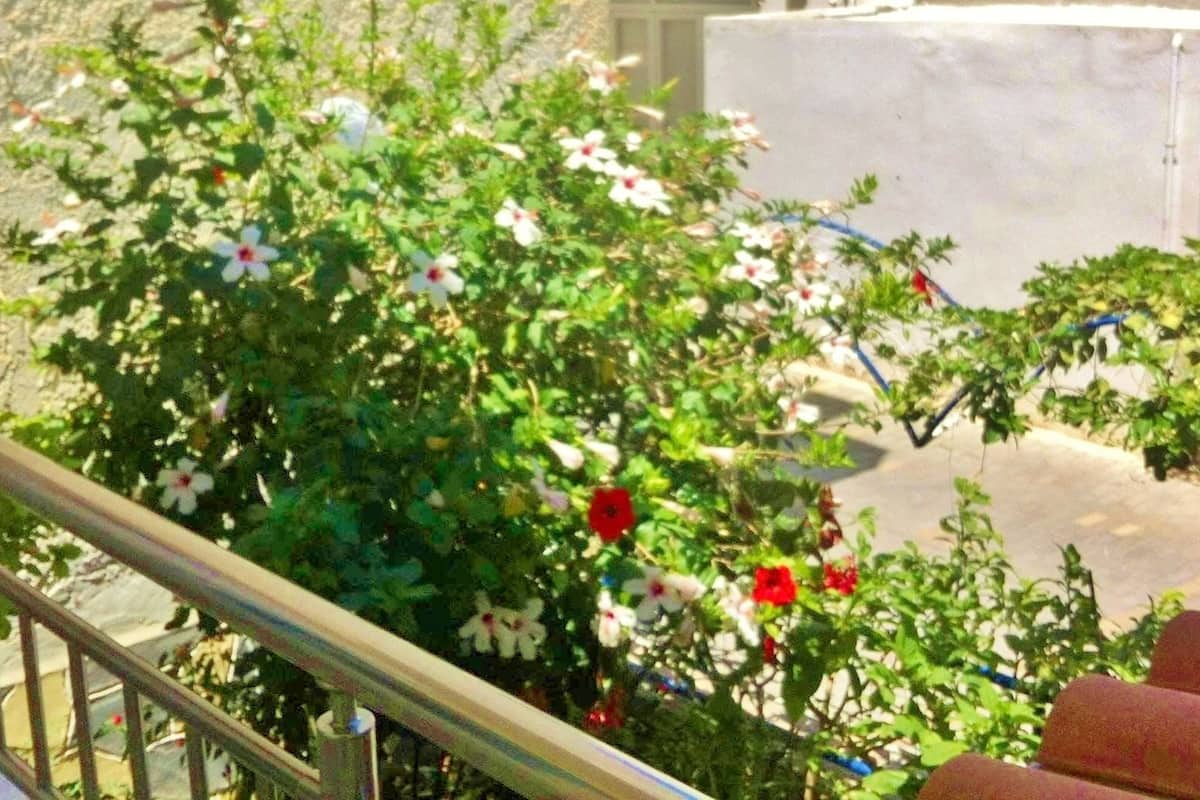 A balcony with a metal railing overlooking a garden with various plants and flowers.