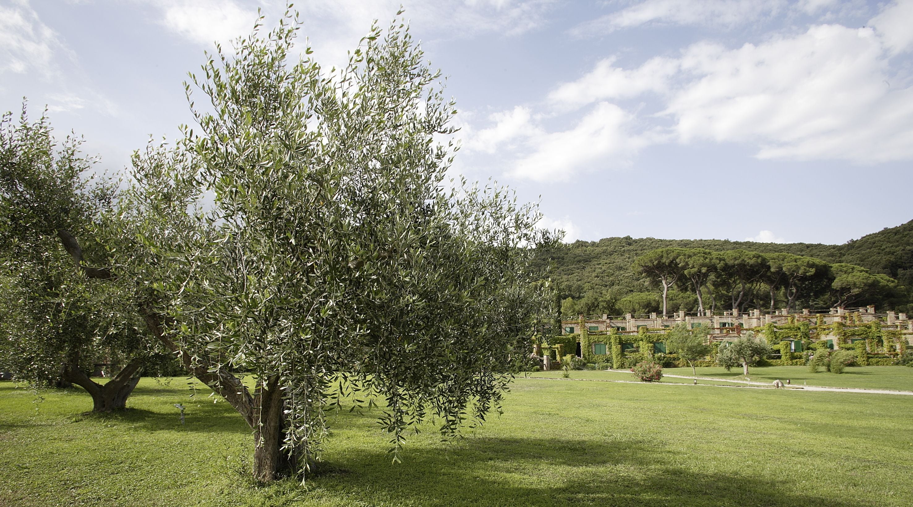 A lush green landscape with a prominent tree in the foreground and a historic building complex in the background.