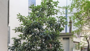 中庭