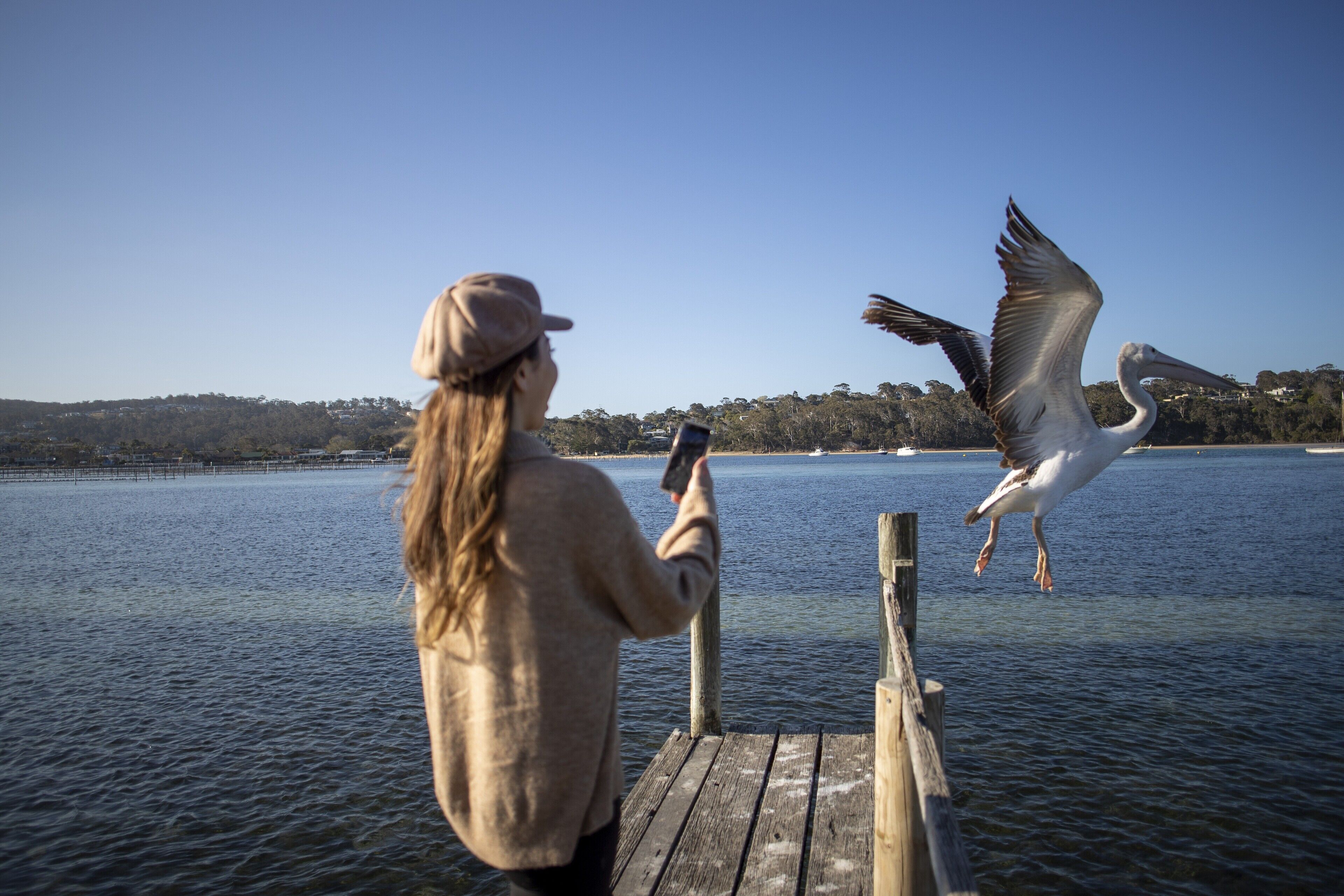 Una persona en un muelle de madera junto a un lago, fotografiando un pelícano volando.