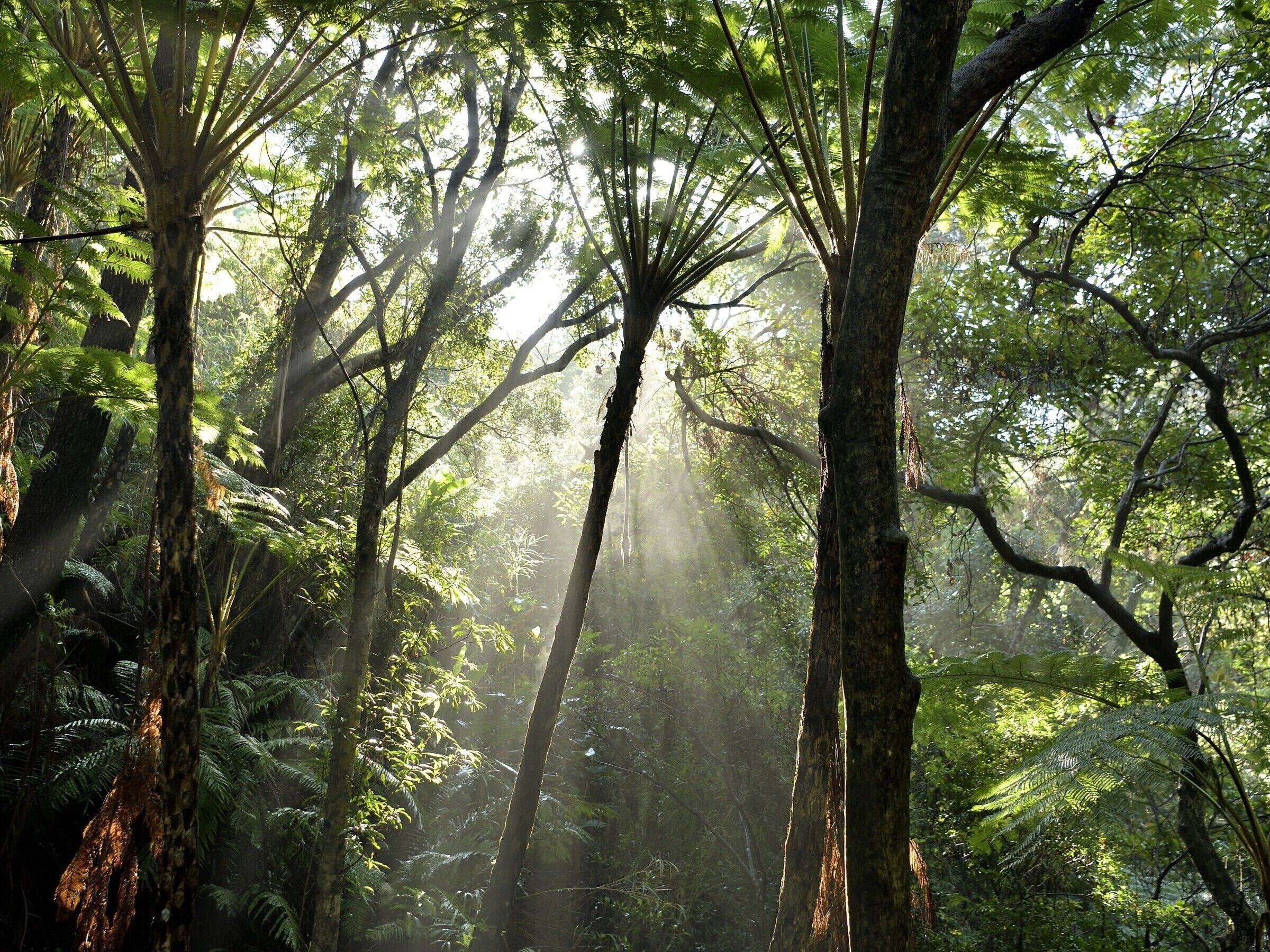 A dense forest with tall trees and sunlight filtering through the canopy.