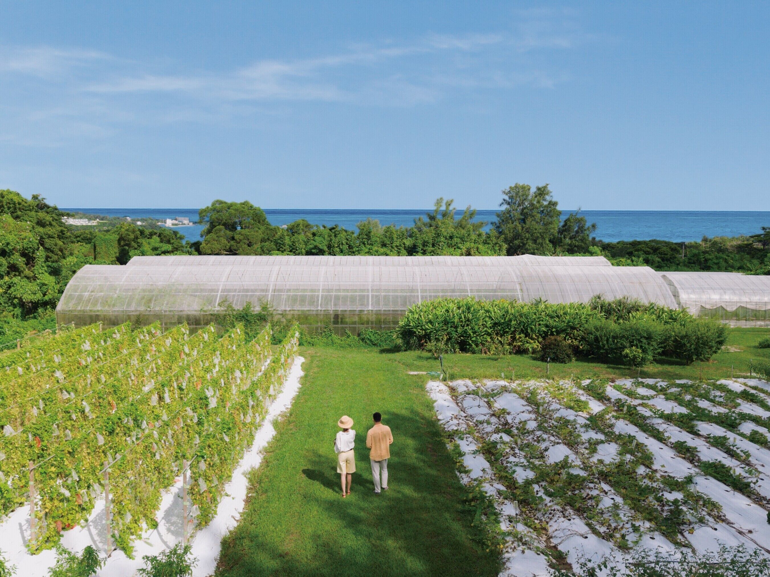 A greenhouse with rows of plants, a grassy area, and a view of the sea.