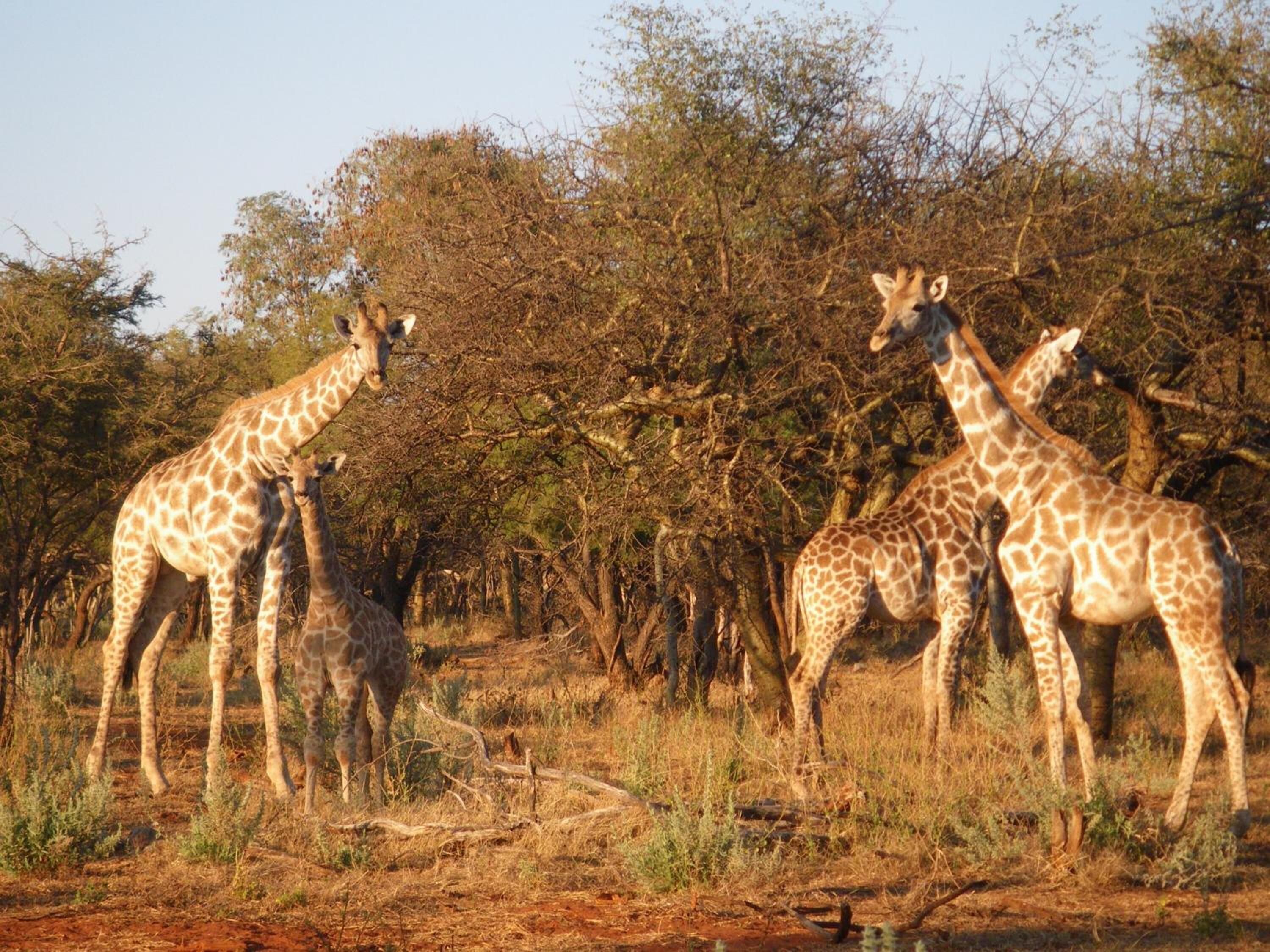 A group of giraffes in a natural setting with trees and dry grass.
