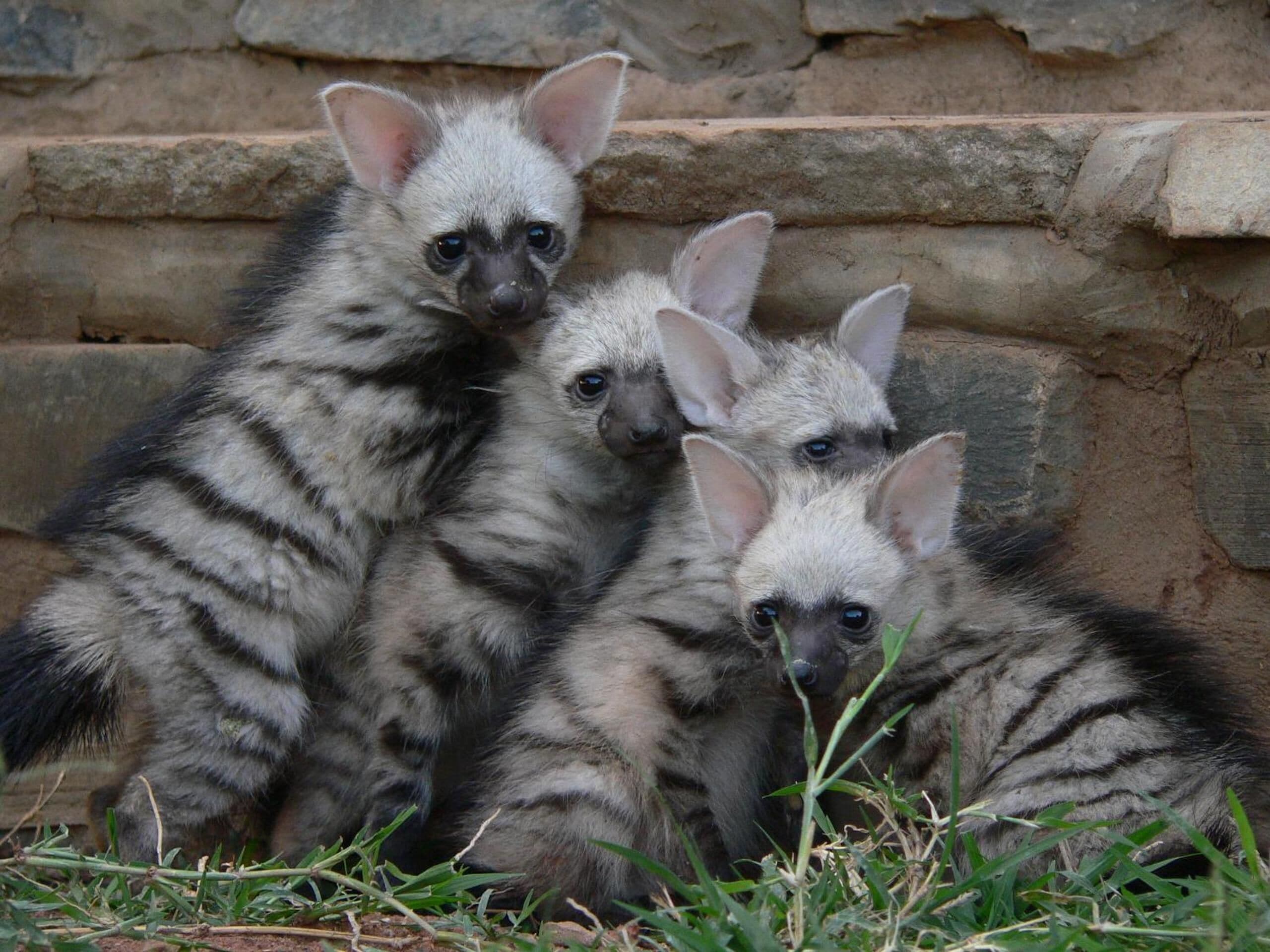 Three hyenas with striped fur and large ears sitting in front of a stone wall.