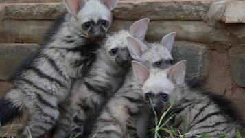 Three hyenas with striped fur and large ears sitting in front of a stone wall.