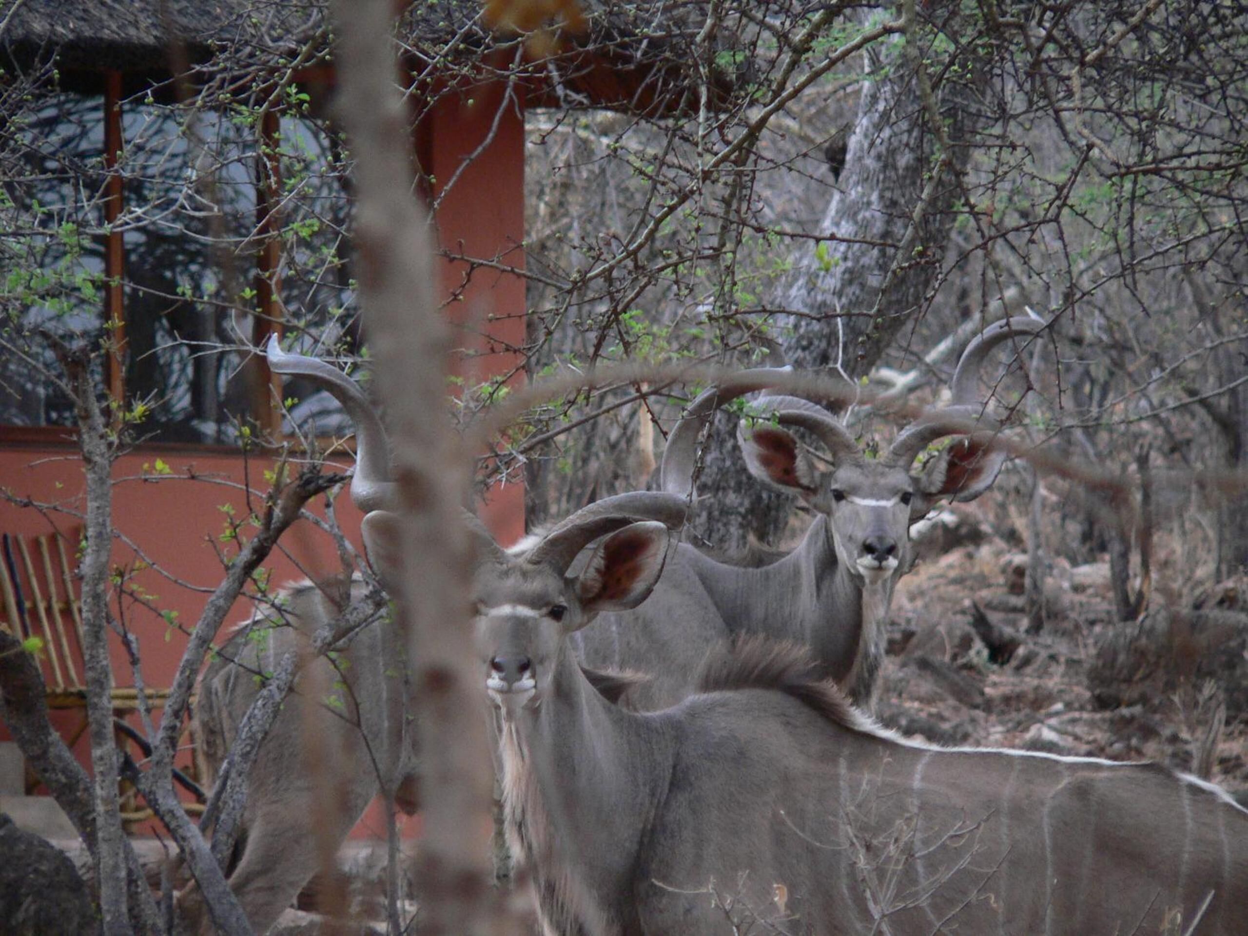 A group of animals with large horns in a natural setting with trees and a red structure in the background.