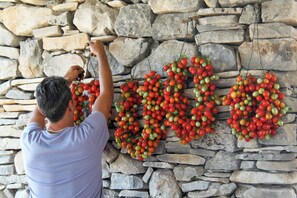 A man hanging a bunch of tomatoes on a stone wall. - Lama di Luna Biomasseria (Andria)