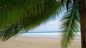 Ein Strand mit einer Palme und Blick auf den Ozean.