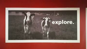 Ein Foto von zwei Kühen auf einer Wiese, mit dem Schriftzug 'explore'.