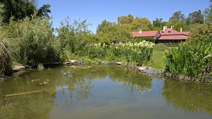 A pond with water lilies and surrounding vegetation, a red-roofed building, and a clear blue sky.