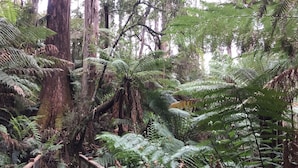 A forested area with a wooden bridge and dense ferns. - Clarendon Cottages (Sassafras)