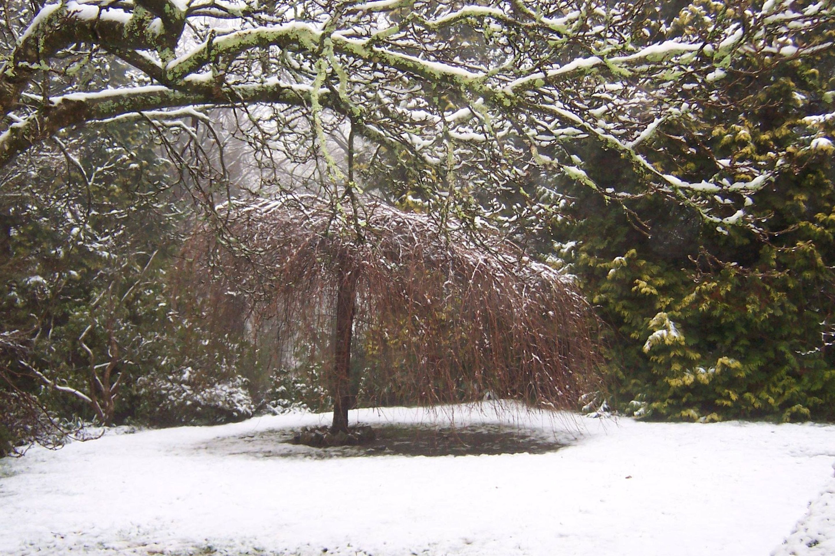 A snow-covered landscape with bare trees and a path.