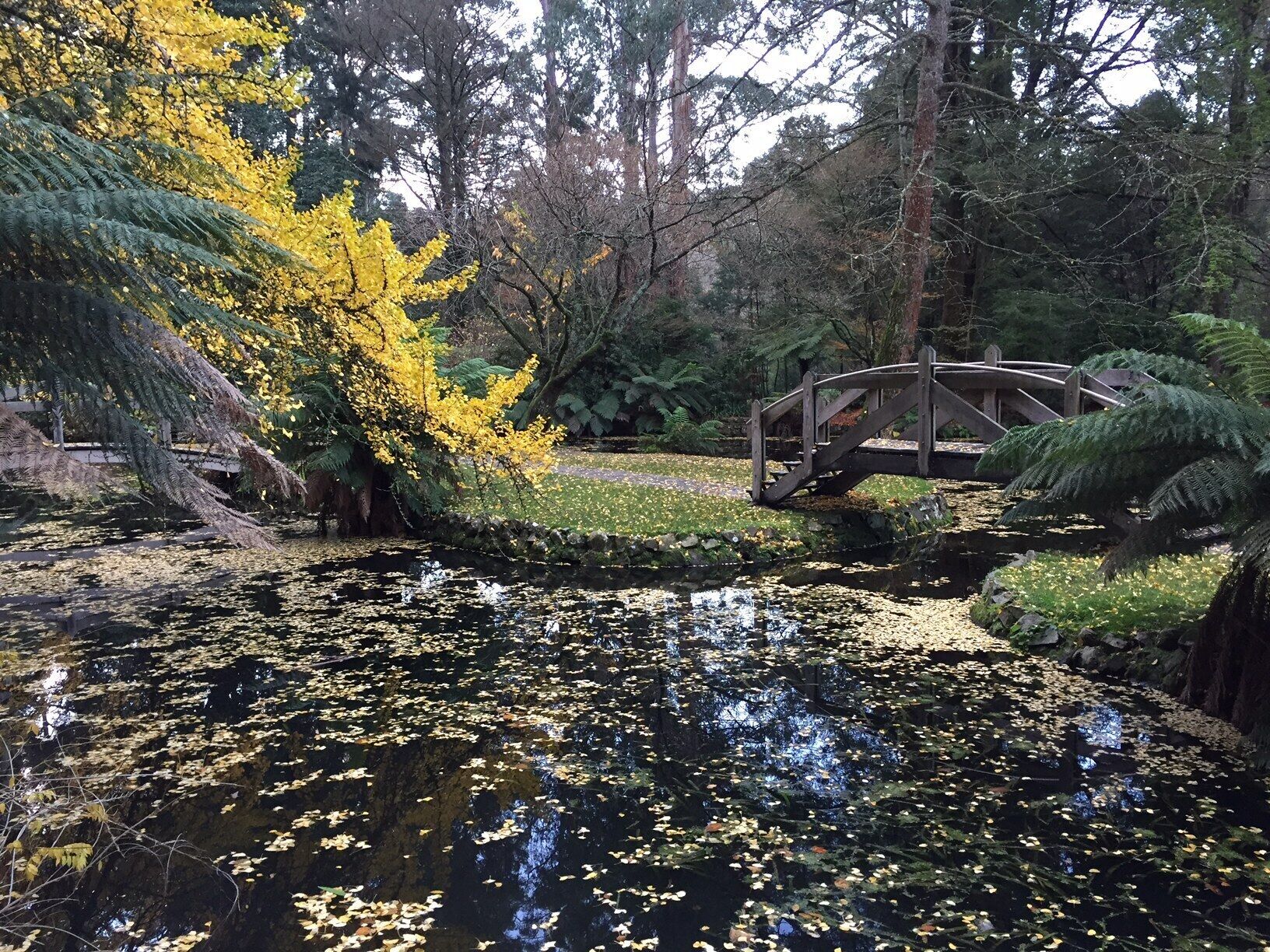 Un jardín tranquilo con un estanque, un puente de madera y varios árboles, incluido uno con hojas amarillas.