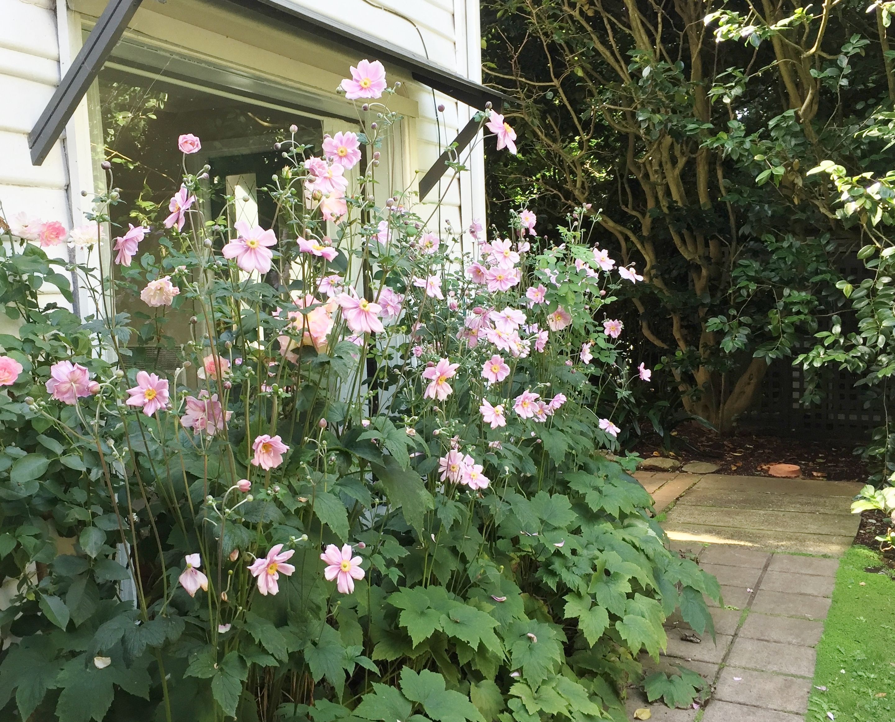 Un giardino con fiori rosa di fronte a una casa.