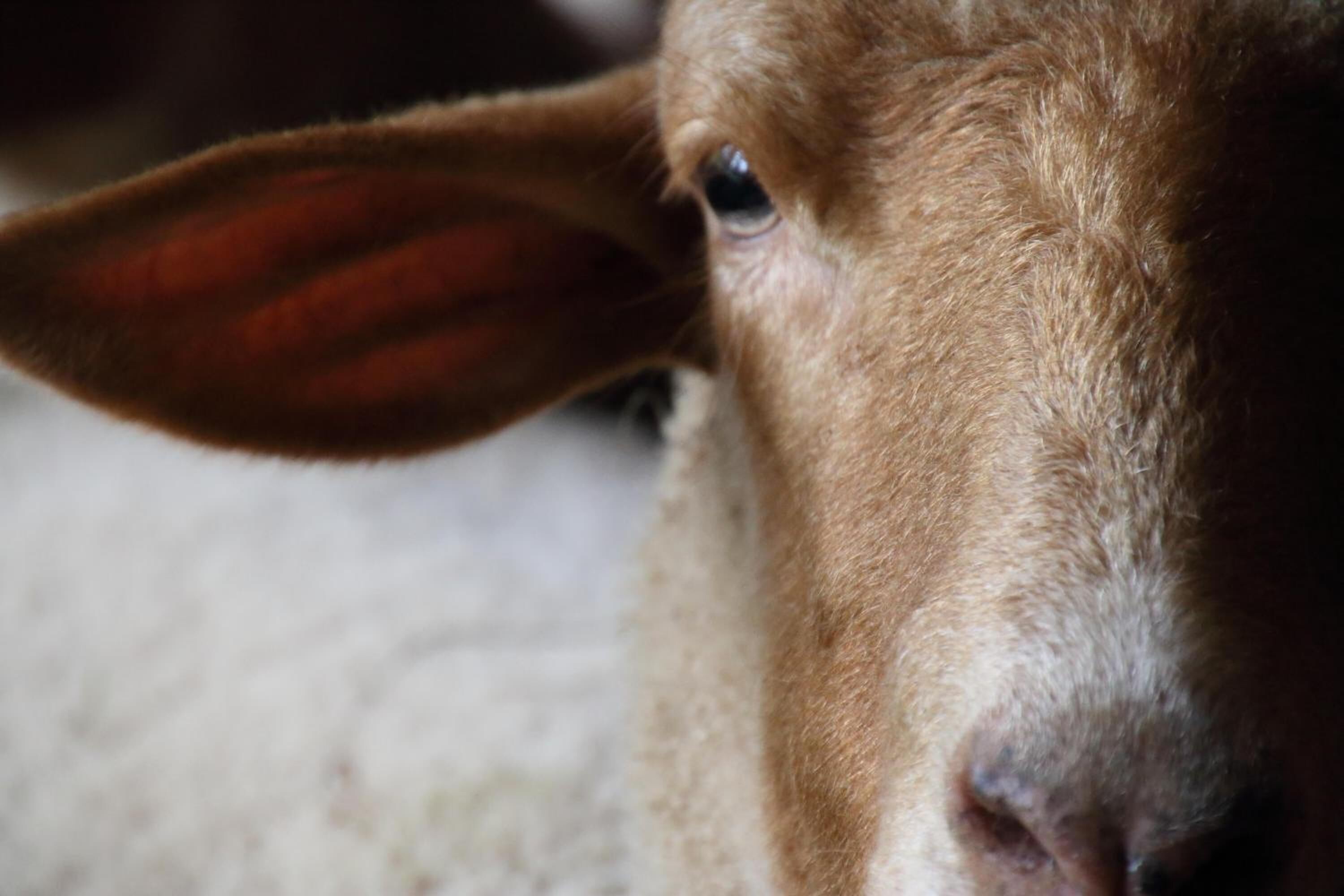 A close-up of a brown animal's ear and part of its face.