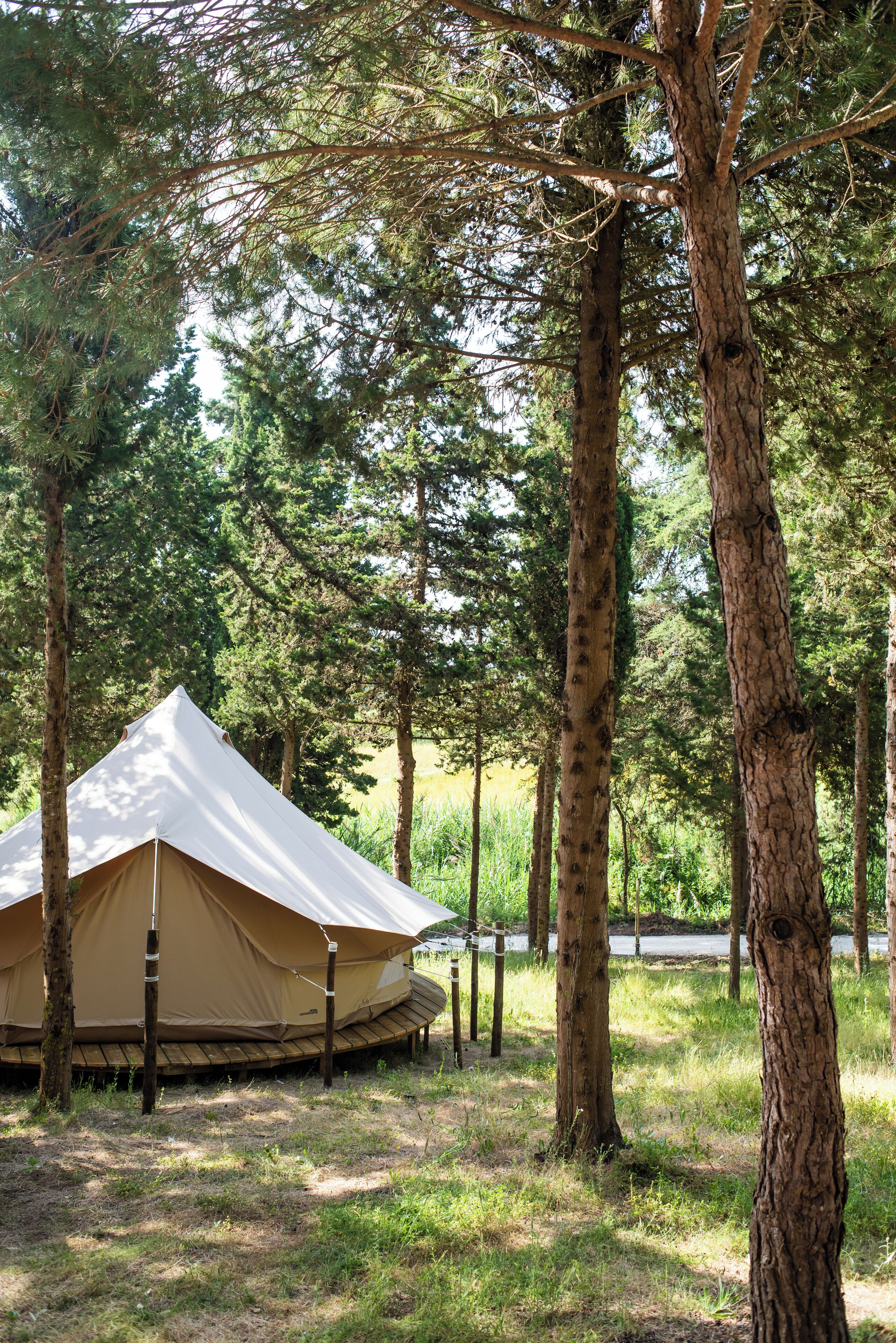 A tent set up among tall trees in a forested area.