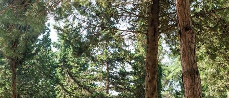 A tent set up among tall trees in a forested area.