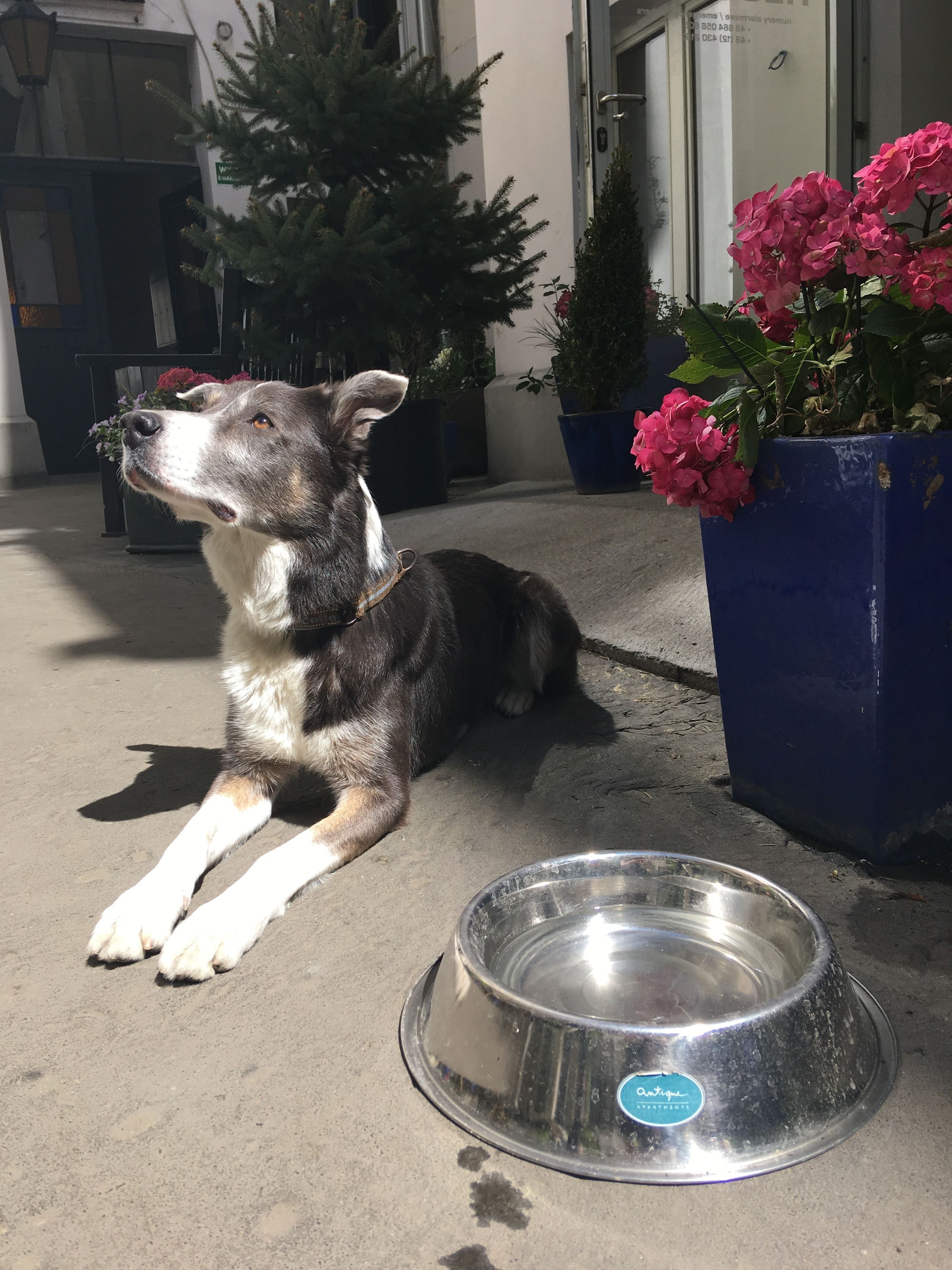 A dog lying on the ground next to a metal bowl and potted plants.