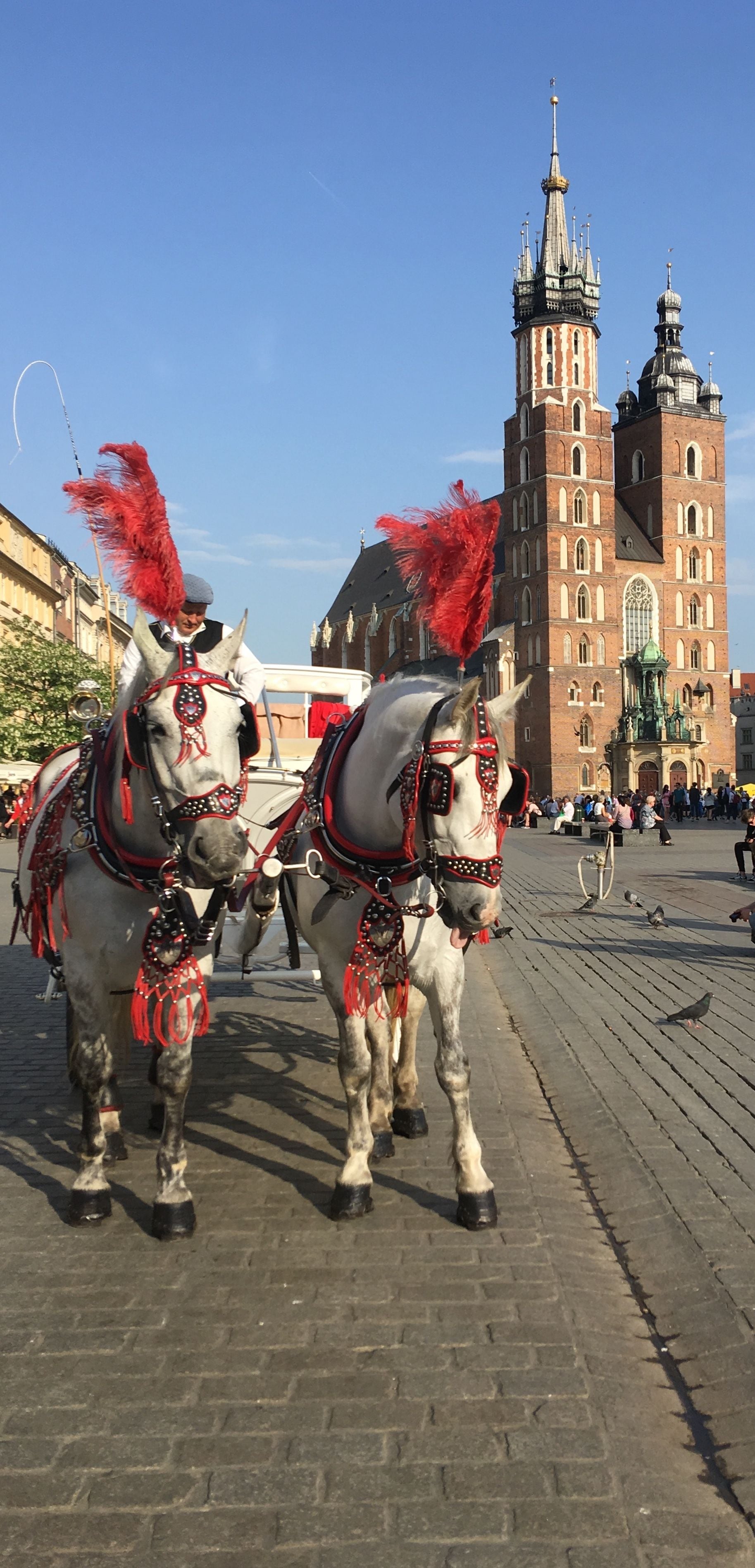 Two horses with red feathered headdresses walking on a cobblestone street.