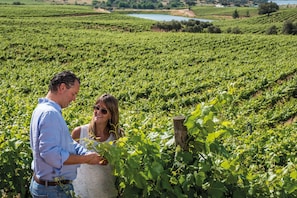 Vignoble