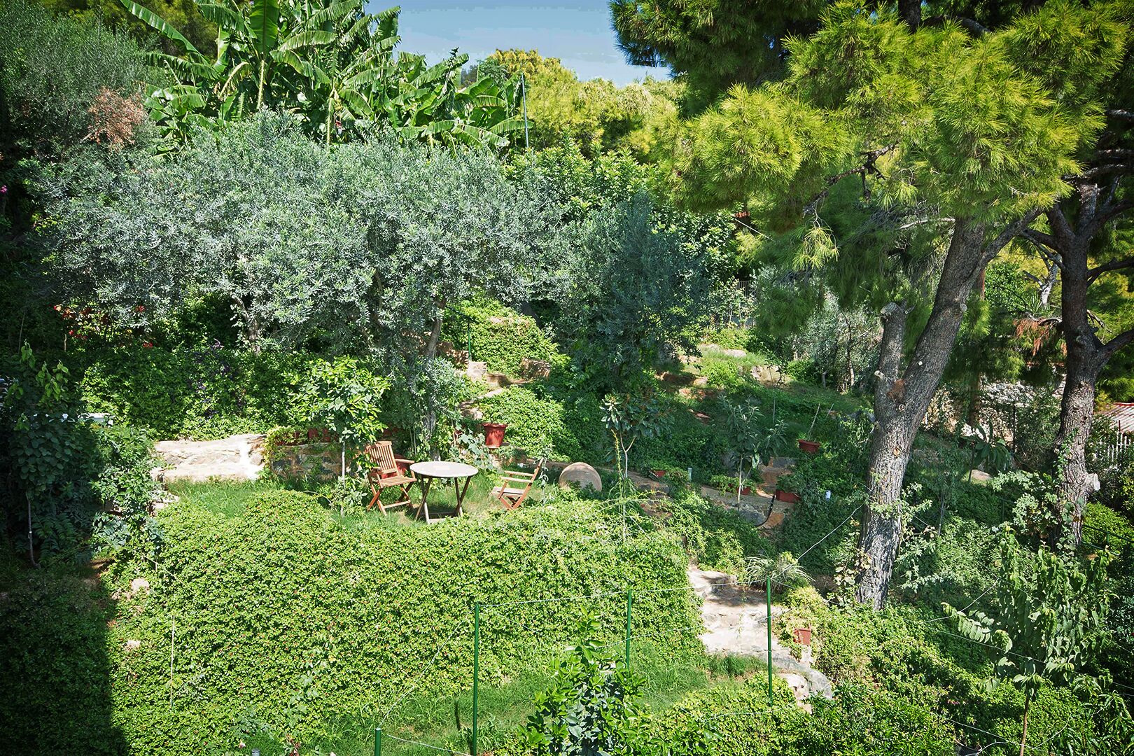 A lush garden with a variety of trees and shrubs, a wooden bench, and a table.
