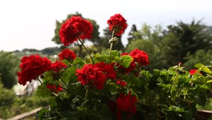 A garden with red flowers and green foliage. - Alle Ginestre B&B (Anacapri)