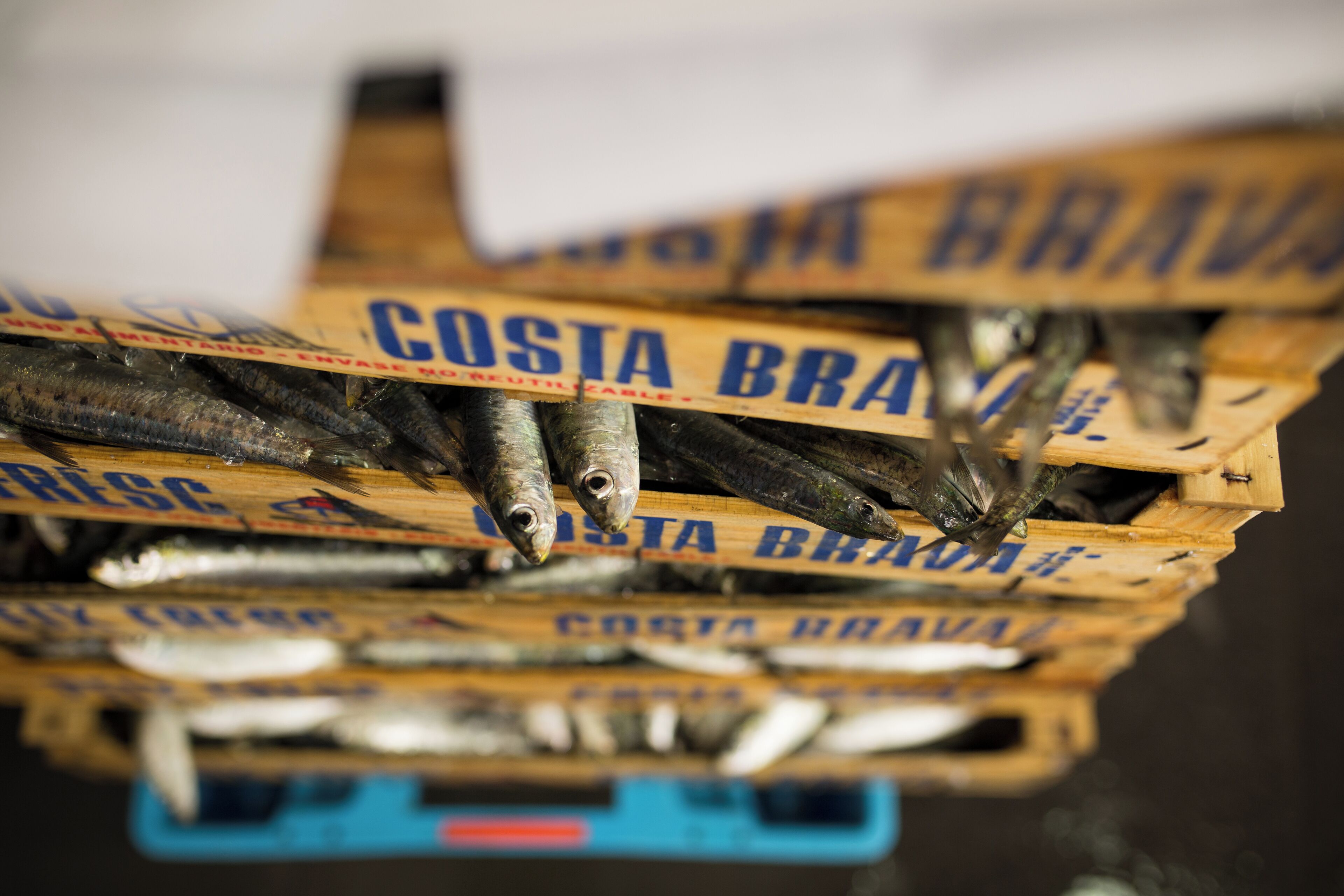 Foto - Hotel Llafranch