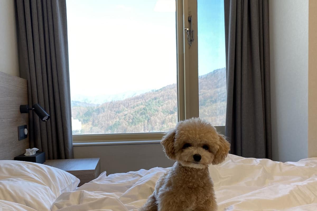 Ein kleiner, flauschiger Hund sitzt auf einem Bett mit weißen Laken, nahe einem Fenster mit Vorhängen, mit Blick auf eine Berglandschaft.