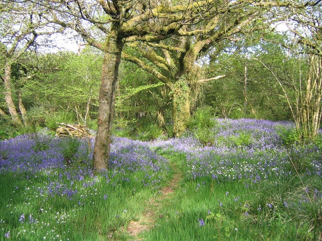 Un área boscosa con un sendero y flores silvestres.