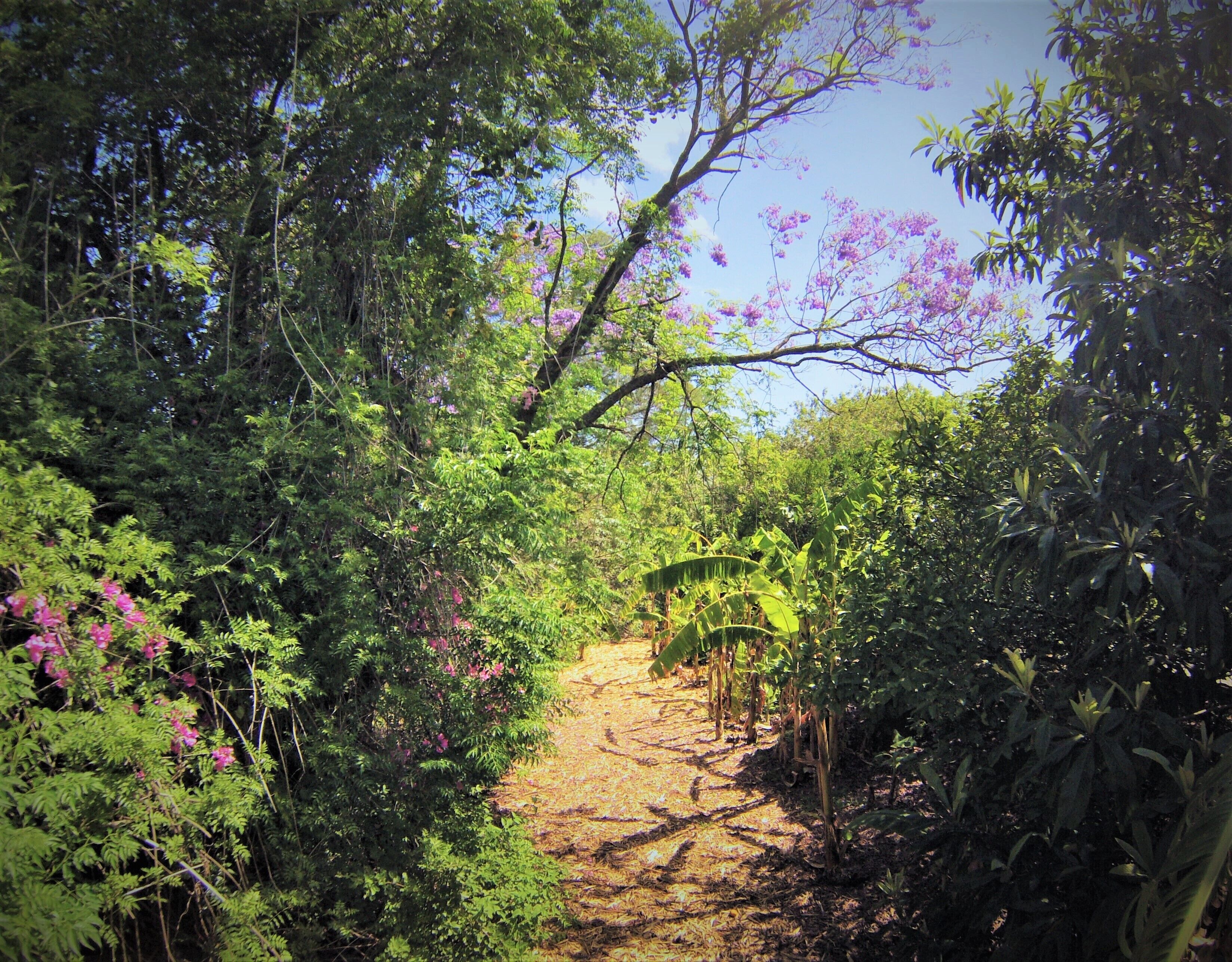 A forested path with dense foliage and a clear sky.