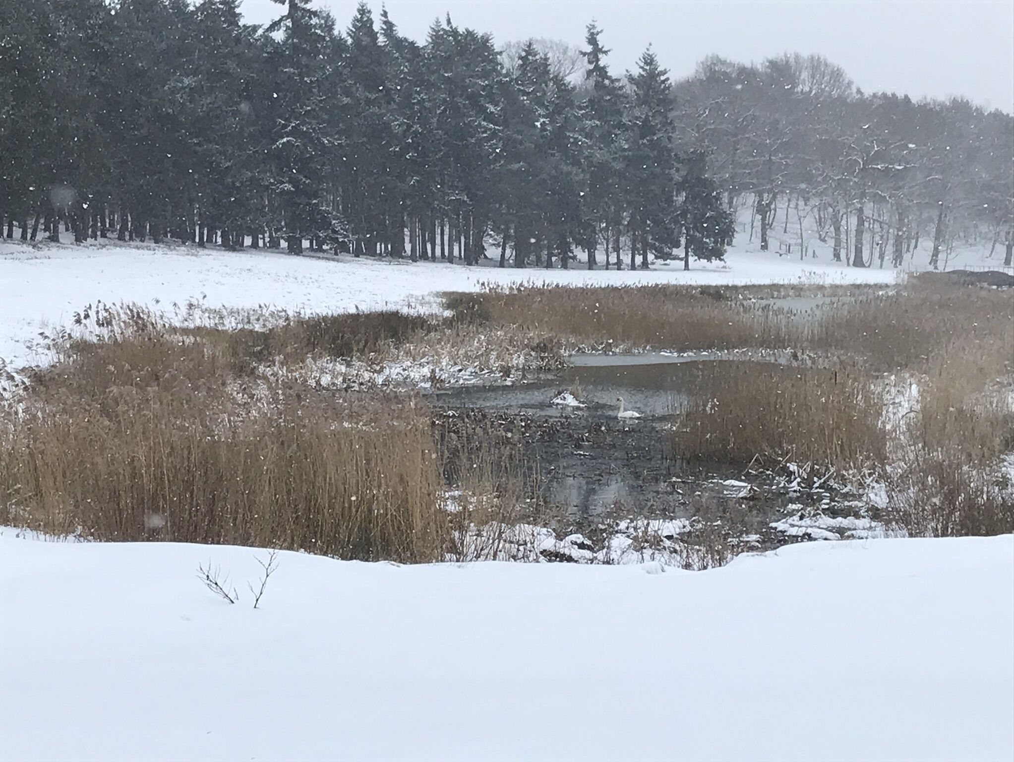 Eksteriør