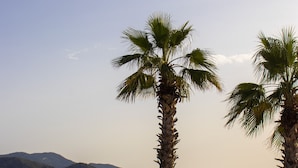 A beach with palm trees, umbrellas, and a view of the sea and mountains.