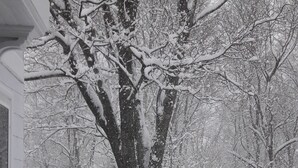 Schneebedeckte Landschaft mit einem großen Baum im Vordergrund und einem teilweise sichtbaren Haus auf der linken Seite.