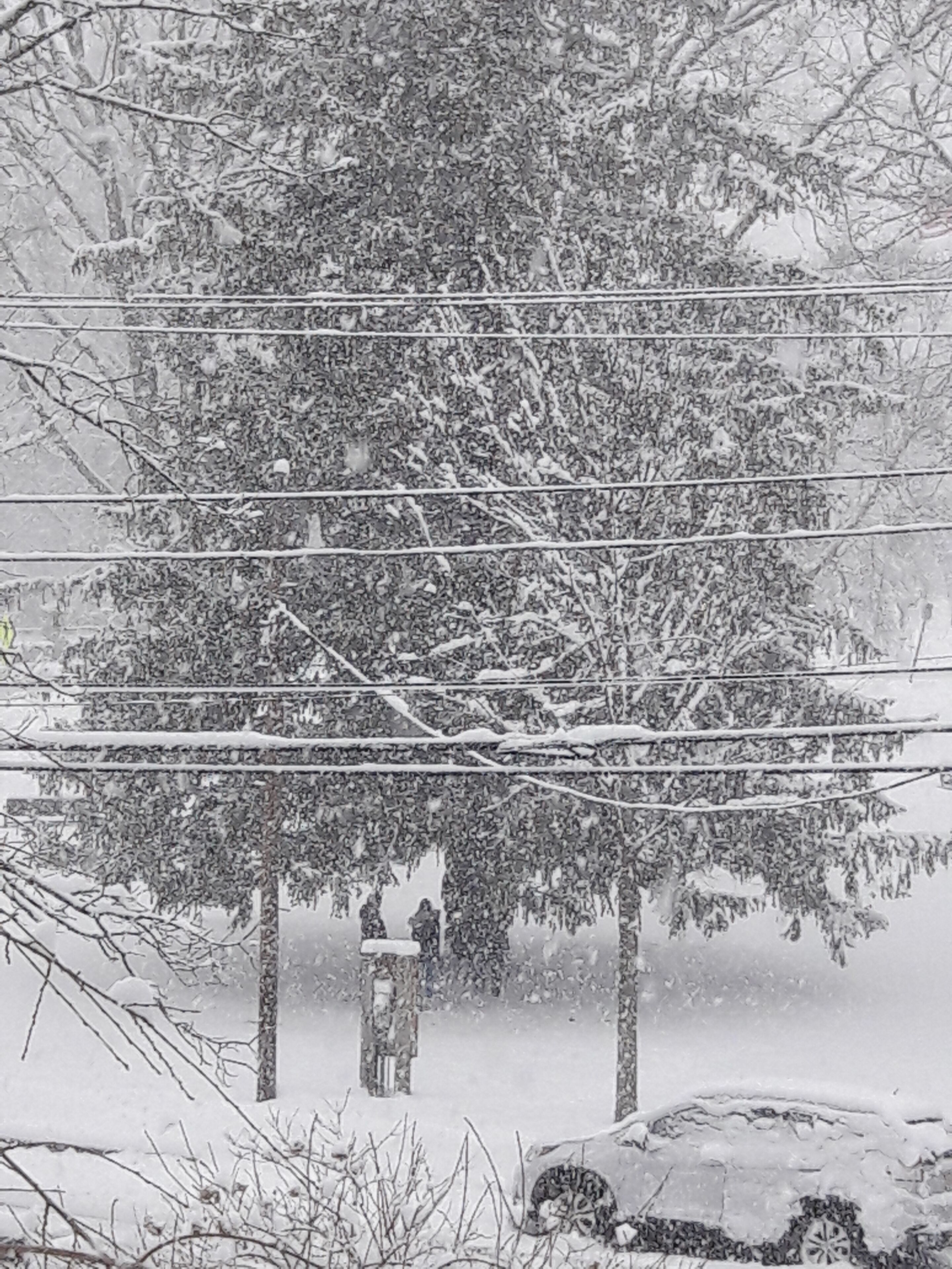 Schneebedeckte Szene mit Baum und Bank unter Stromleitungen.