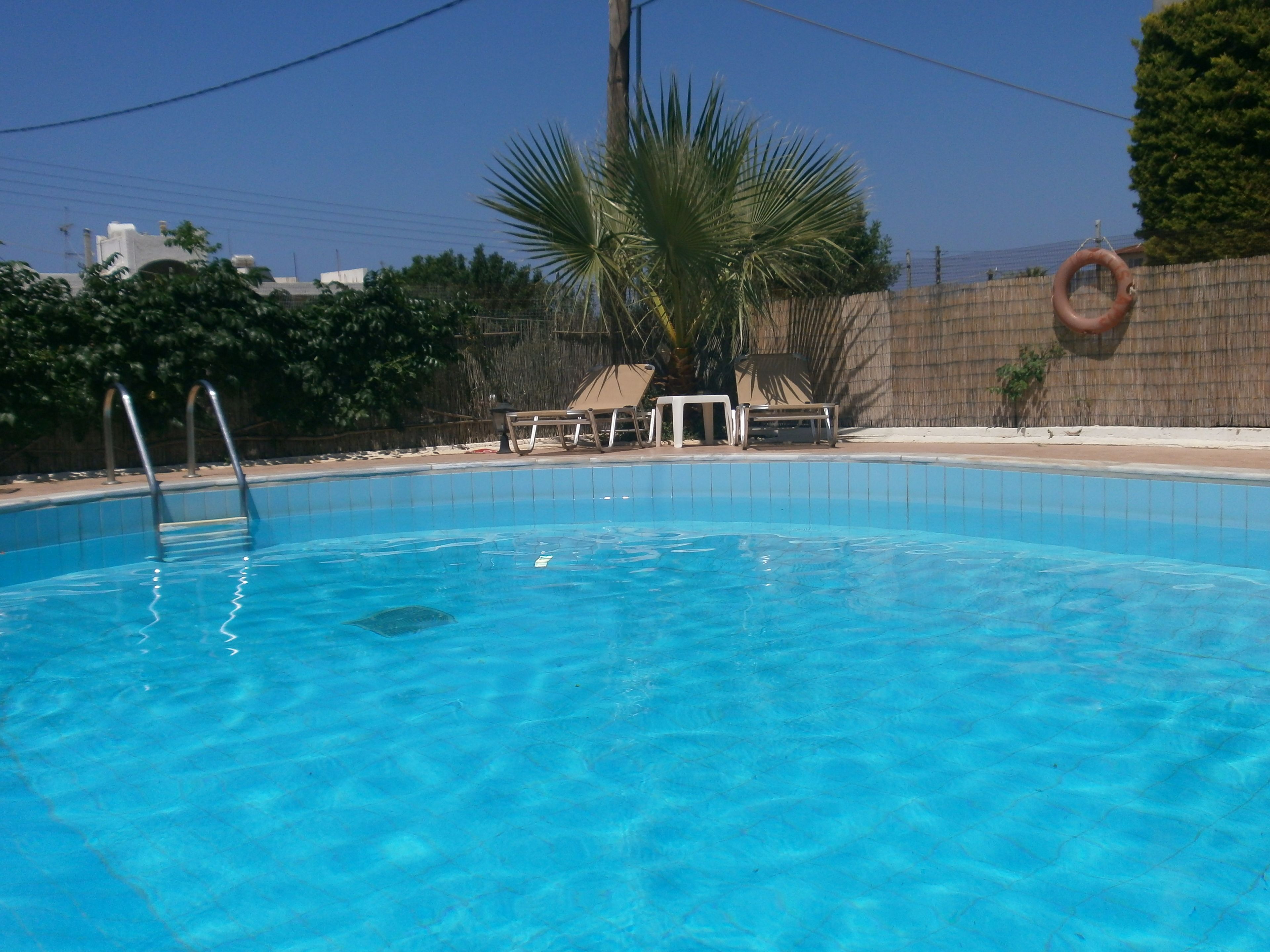 A swimming pool with clear blue water, surrounded by a wooden fence, a palm tree, and lounge chairs.