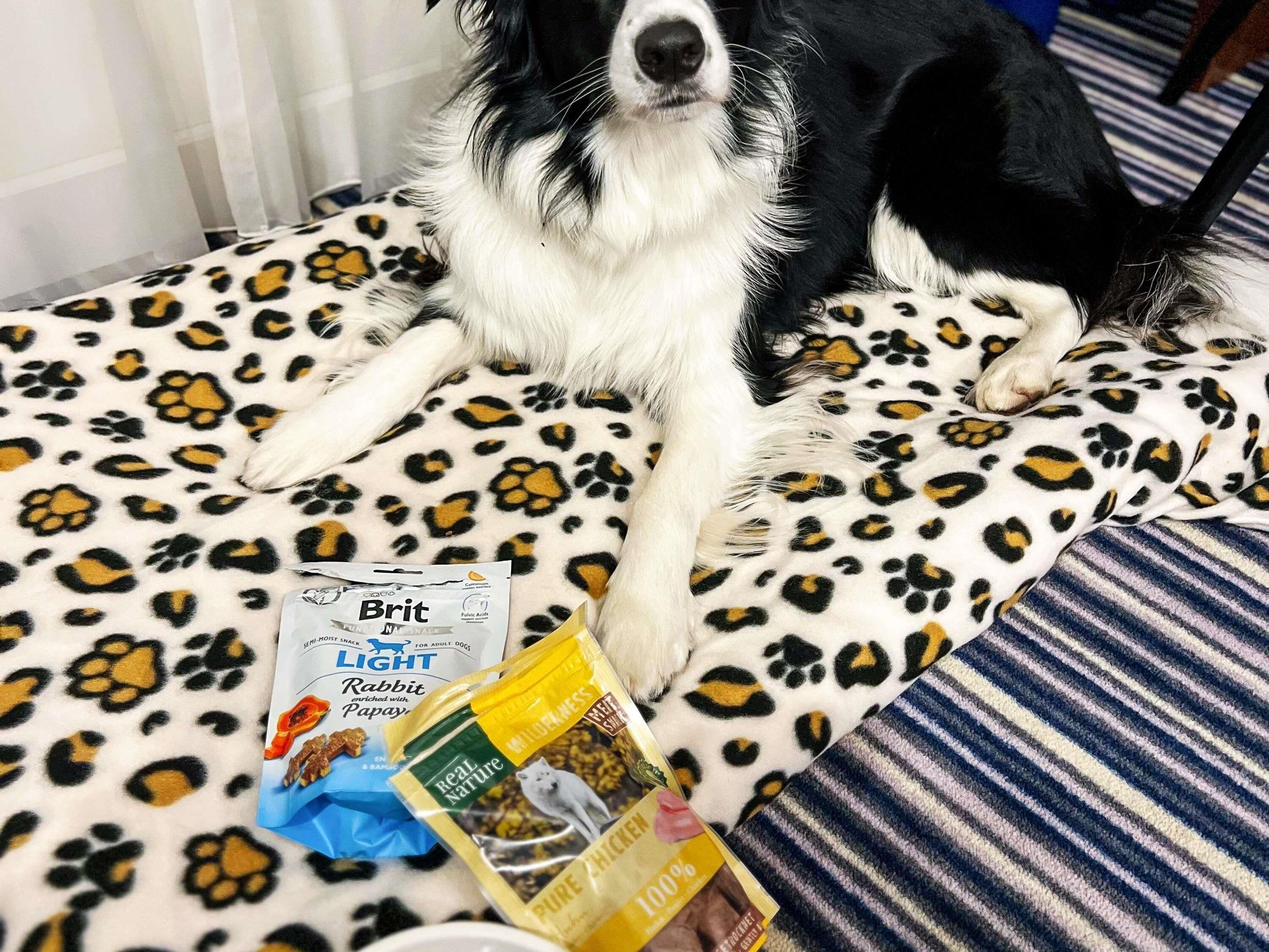 Un perro recostado sobre una manta de estampado de leopardo, junto a comida para mascotas y un paquete de snack Brit Light Conejo Enriquecido con Papaya.