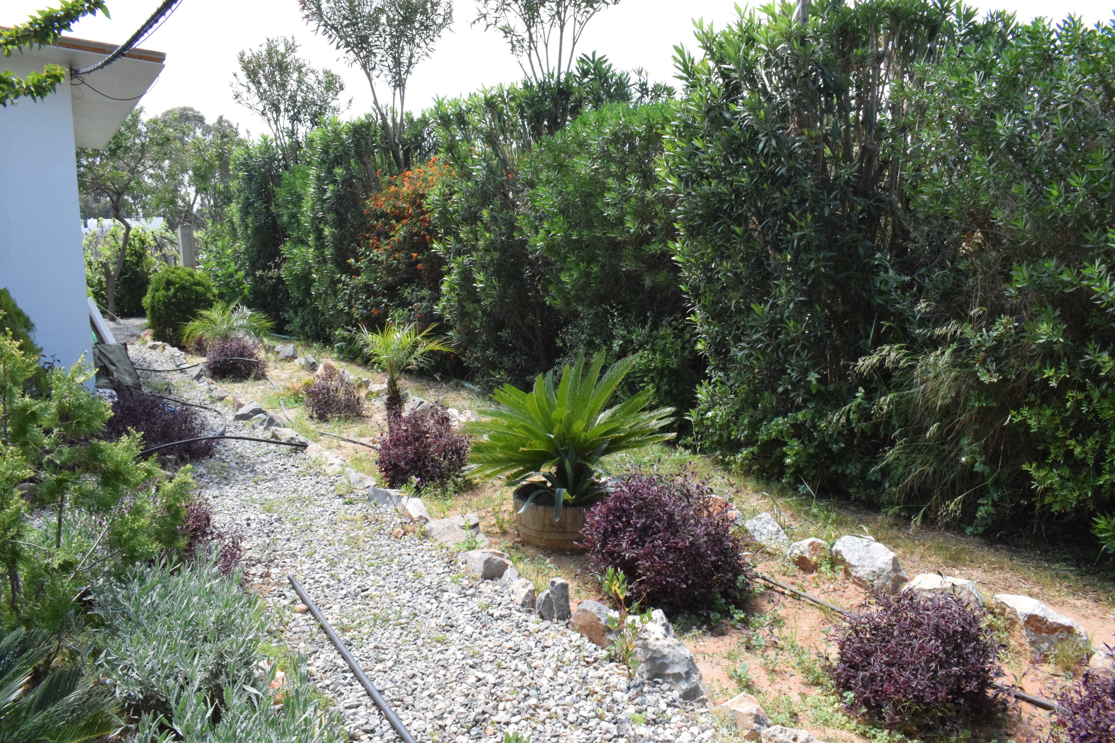 Un jardín con diversas plantas y un sendero.